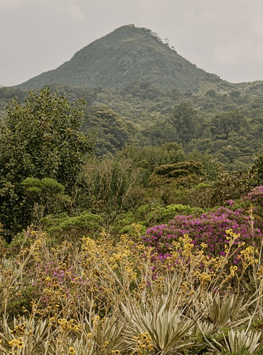 Reserva natural Nativo